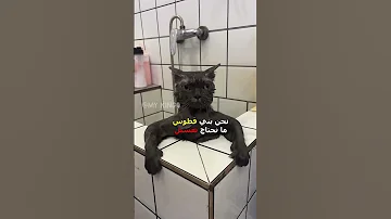 قطوس معصب دبلجة مضحكة ضحك اكسبلور السعودية My Kingo كوميديا Funny دوبلاج قطط Cat 