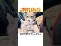 一触即発かと思ったら、好きすぎるだけでした