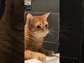 Orange cat behavior that will leave you speechless 🤣 till the end #catsoftiktok #cats #viralcats