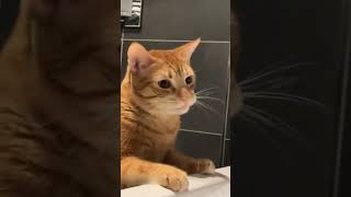 Orange cat behavior that will leave you speechless 🤣 till the end #catsoftiktok #cats #viralcats