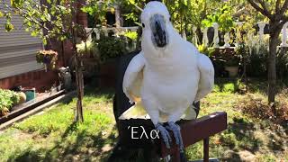 Ο Κόκης μας στην αυλή  Greek Aussie cockatoo talking in the yard