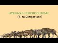 HYENAS AND PERCROCUTIDAE: Size Comparison with IUCN Conservation Status (LIVING and EXTINCT)