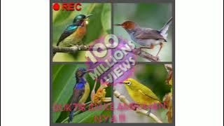 suara pikat burcil sangat ampuh !!! buktikan