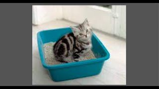 Avoid and Fix Cat Litterbox Issues by Michigan Pet Alliance 152 views 1 year ago 7 minutes, 42 seconds