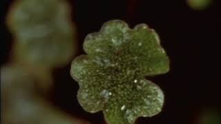 Celebrity Liverwort (Marchantia) reproduction Net Worth