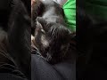 Асмр. Помурчу на ушко 😍 Мега успокаивающий и расслабляющий звук 🩵