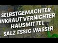 Unkrautvernichter selber machen 💥 DAS Hausmittel wirkt sofort!