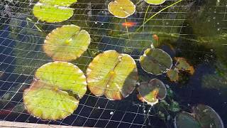 Pond - 15-06-17 - a week after Cloverleaf blanket weed answer