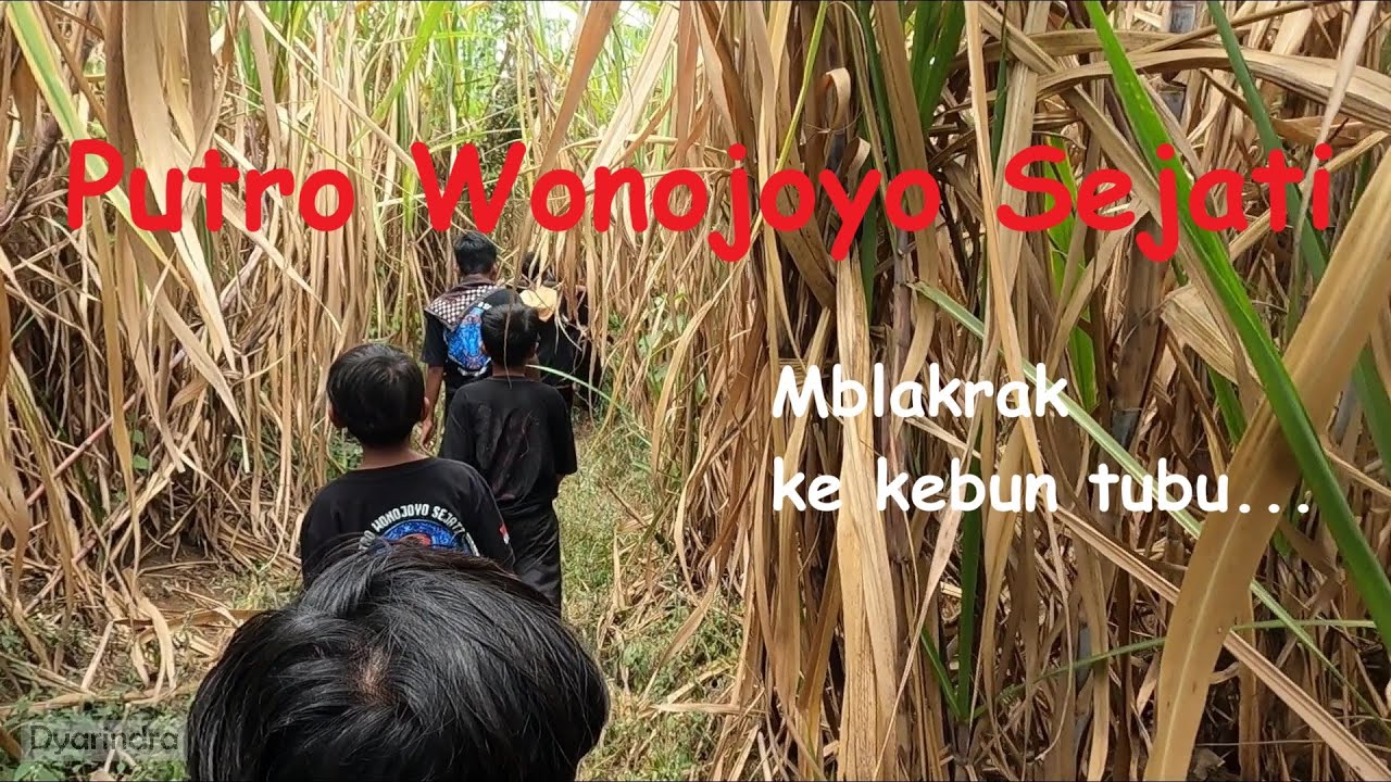 Nyasar ke kebun tebu mbolang bareng Bantengan Putro Wonojoyo Sejati mberot full kalapan
