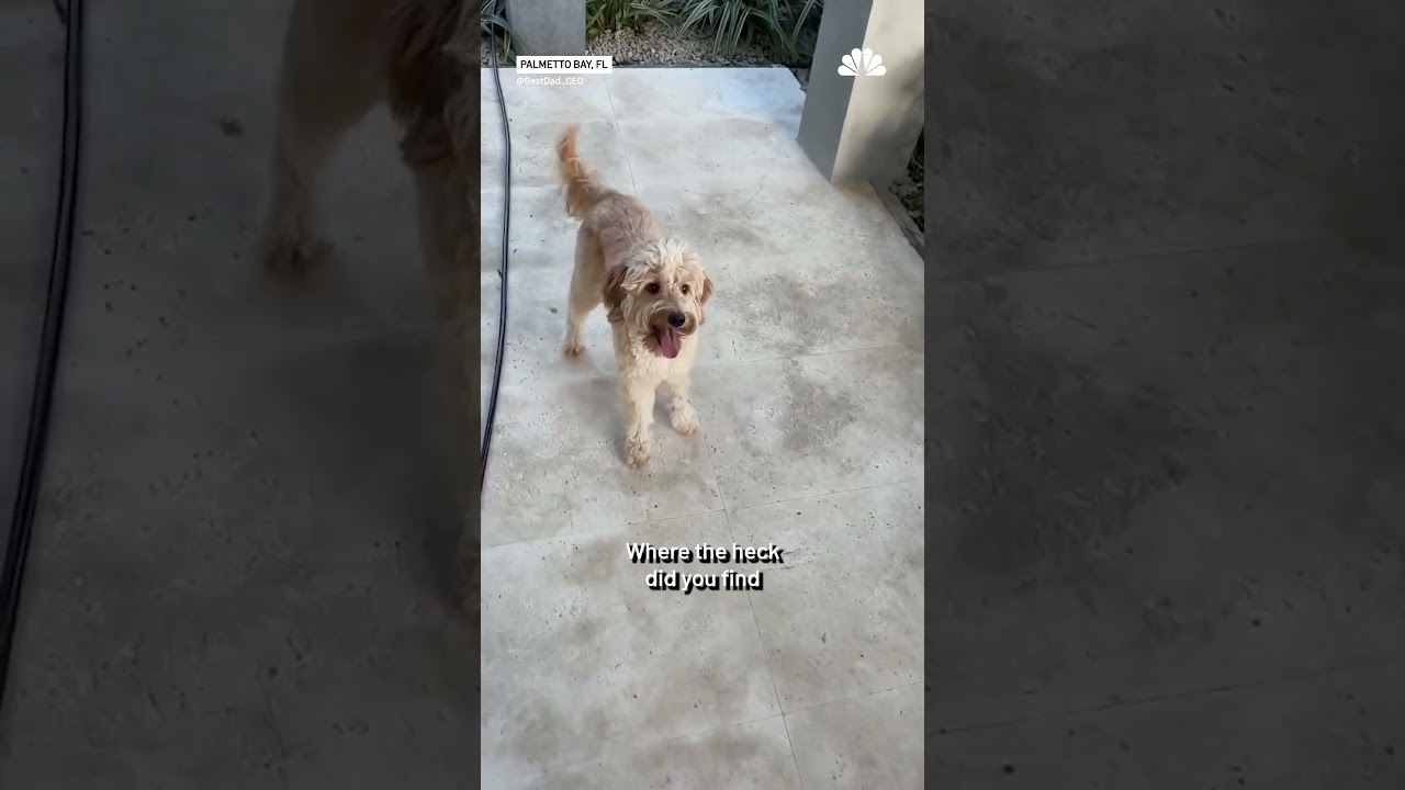 Video shows bizarre standoff between dog and knife-wielding crab | NBCDFW