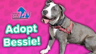 Adopt Bessie Pit Bull Mix Adoption Featurette