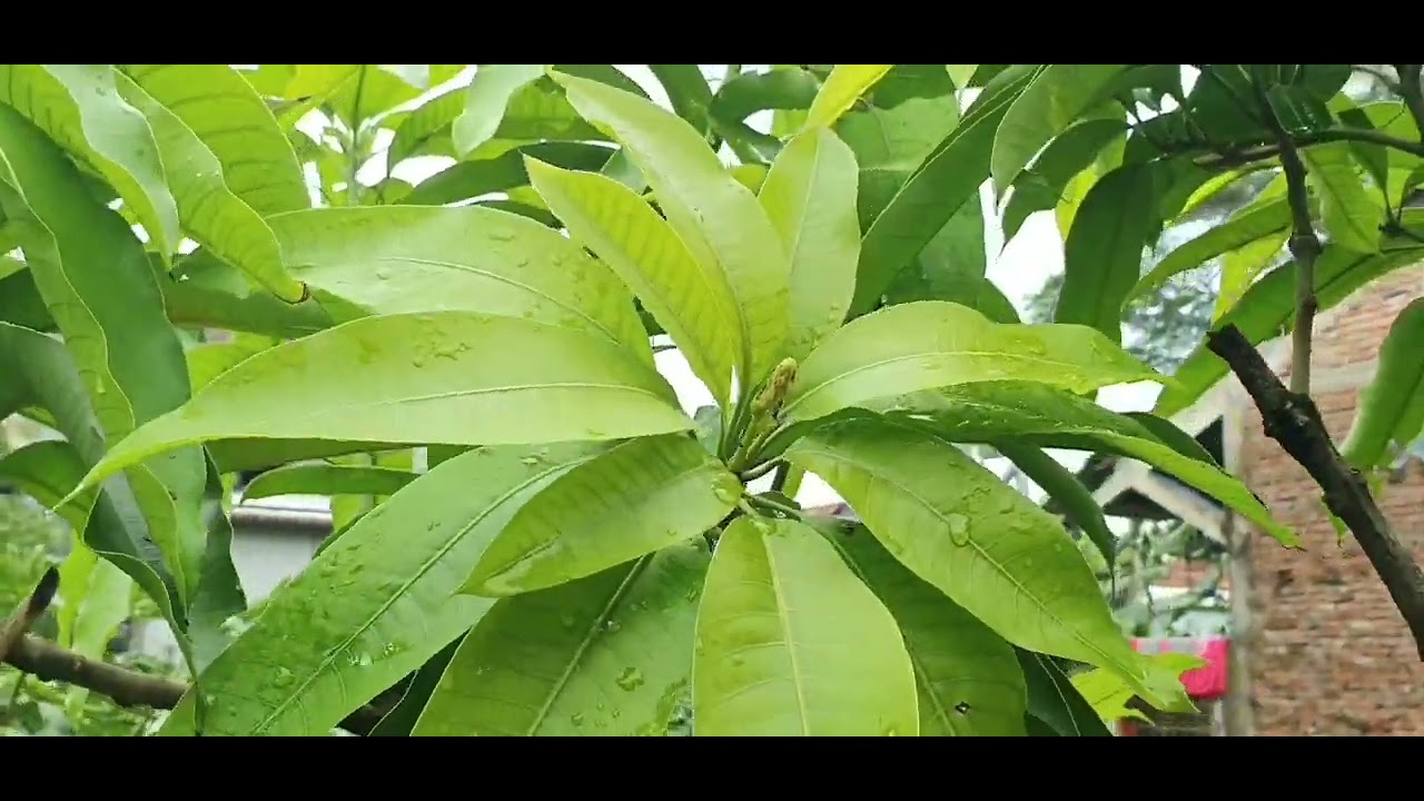 Cara Membuahkan Tanaman Mangga Pendek Ber Bunga .