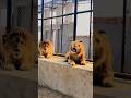 #jimcorbettwildlifeandnatureview #love #bigcats #tigerspotted #largecats #wildcats #animals