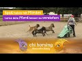 Spaß haben mit Pferden - Pferdesprache - better understand your horse - Horse Language