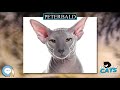 Peterbald 🐱🦁🐯 EVERYTHING CATS 🐯🦁🐱 の動画、YouTube動画。