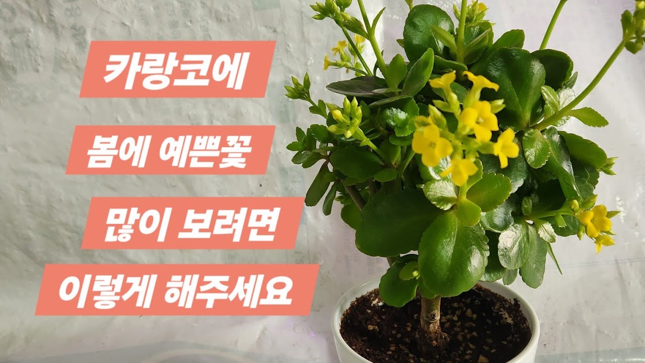 카랑코에 봄에 꽃 많이 보는방법?