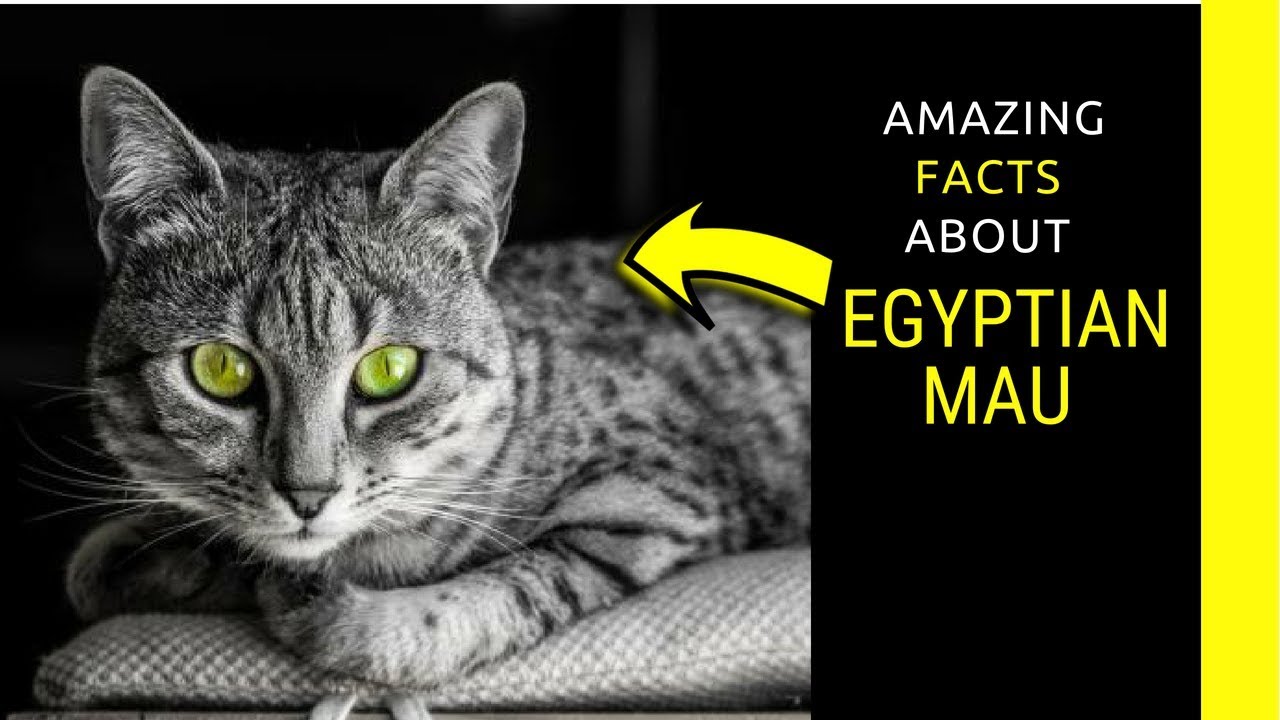egyptian mau cat facts
