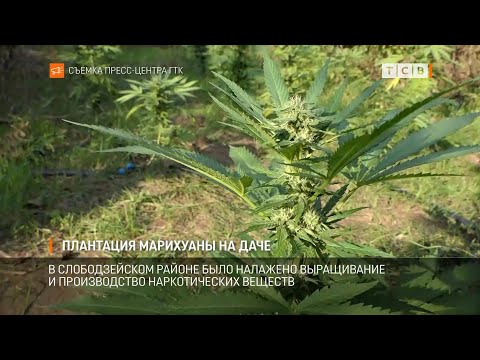 Video: Může Marihuana Léčit Bipolární Poruchu?