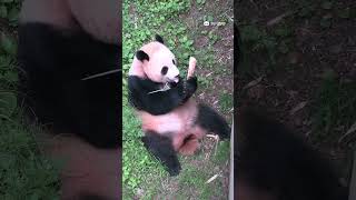 역띠 쎄비지걸🐼💜