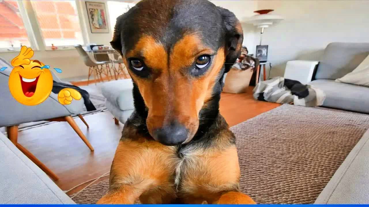 Funniest Cats & Dogs of 2026 🐾😸 | Try Not To Laugh Challenge! 😛 