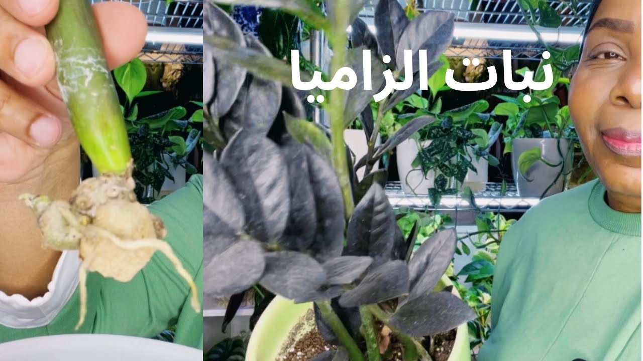 كيف وشلون الرعاية والاهتمام وتجذير نبات الزاميا زيزي بلانت