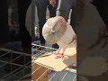 حمام لادرو خيرسنو سوق طنجة للحمام Animal Bird Pigeon 
