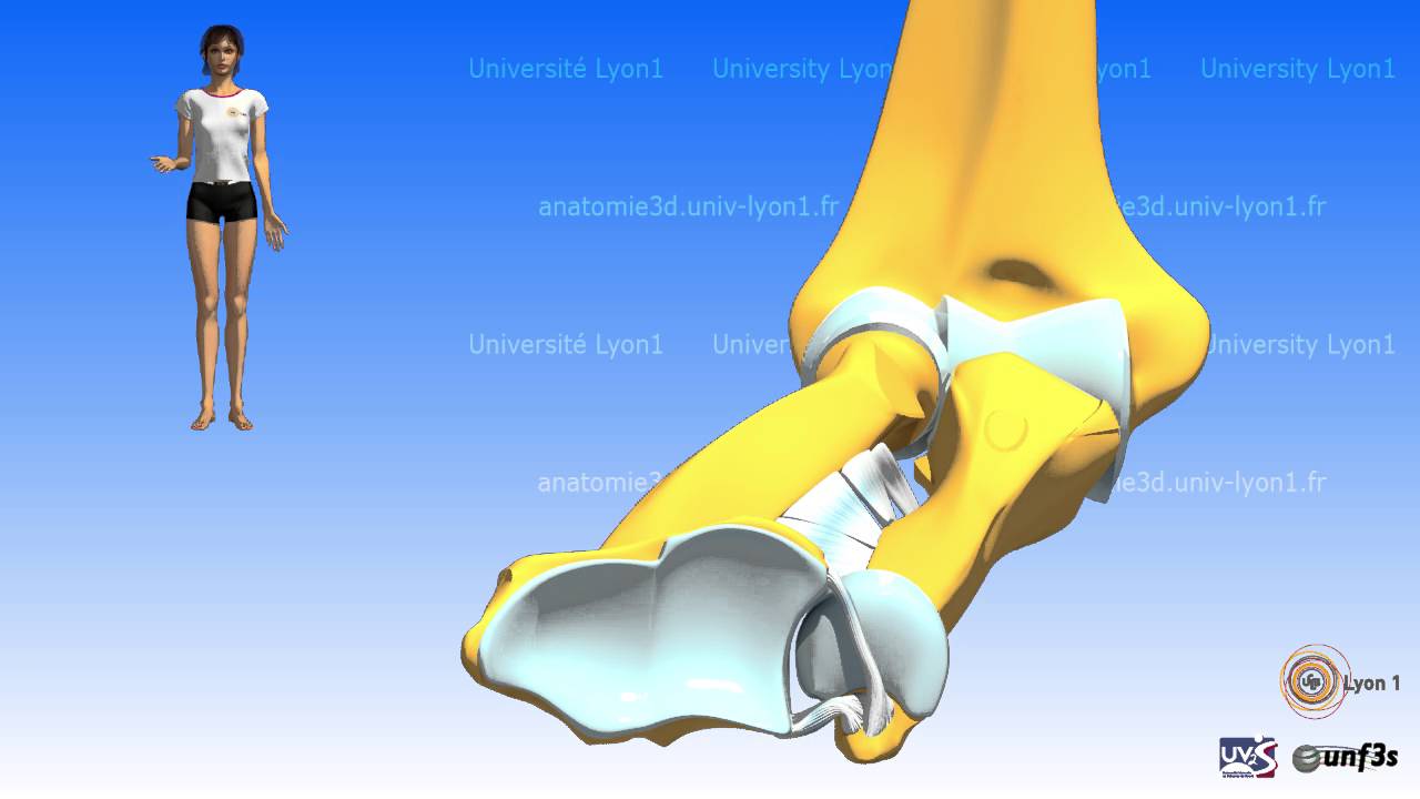 articulatia radiocubitala
