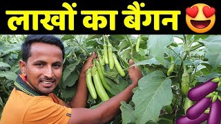 मालामाल बैंगनProfit, Marketing, Variety, Harvesting | Brinjal - Eggplant Farming A to Z
