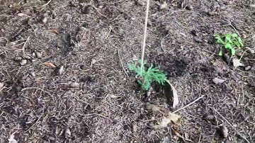1 giant sequoia tree & 20 little sequoia trees