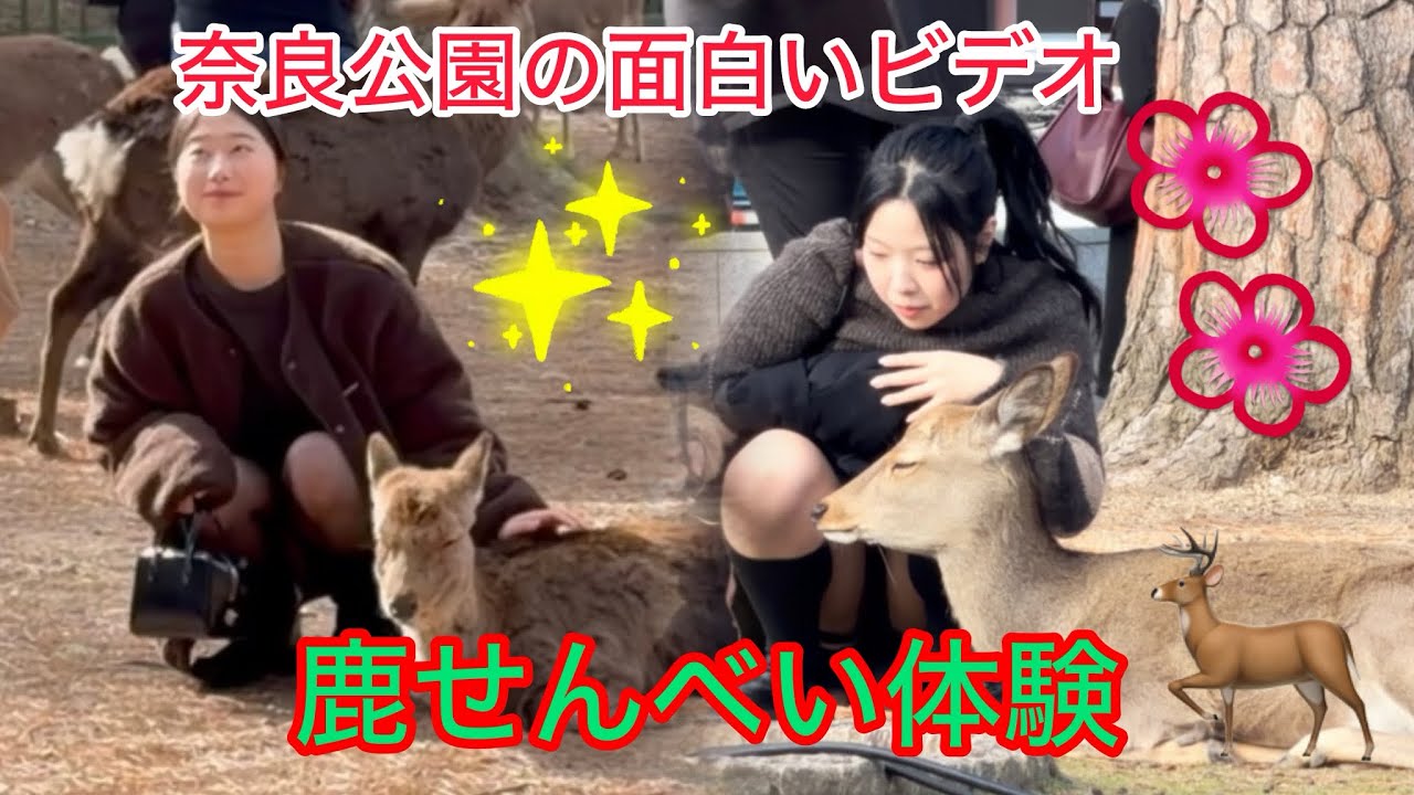 初めての奈良公園｜鹿とふれあうリアル体験奈良の鹿と静かな時間…心が癒された瞬間✨🦌
