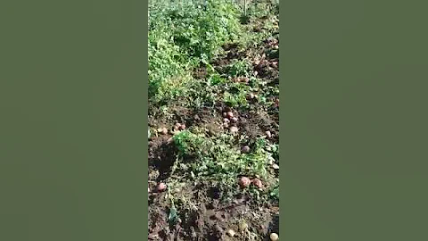 Картофель зацвёл второй раз!!   Супер урожай   в Казахстане !!