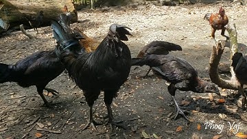 September 26, 2021 - Feeding - Pellets - Qaib Hmoob - gallos ayam cemani