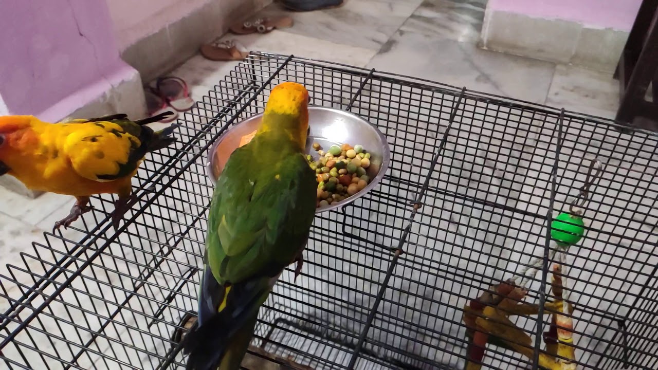 Conures Enjoying Their Food - YouTube