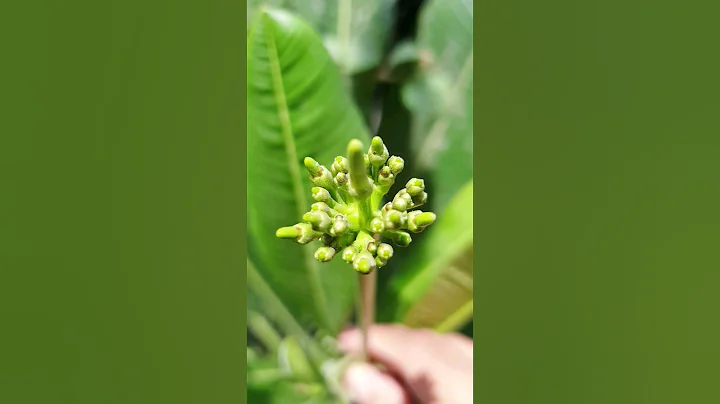 🌸🌸Plumeria Flower Growth Time Lapse🌸 #plants #flowers #garden #gardening #flower #shorts #trending - DayDayNews