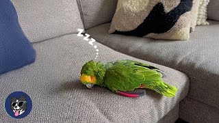 84 Year Old Parrot Hasn’t Smiled Since 1940s