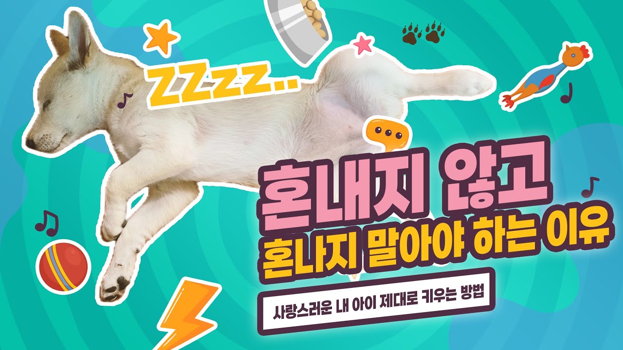 🐕강아지는 ❤️사랑만 있으면 됩니다! 별이의 우개연 방문기 강아지 기르는 법