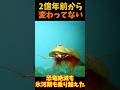 【ゆっくり解説】 生きた化石カブトエビ