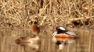 Pair of Hooded Mergansers