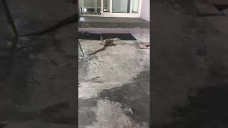 Training Biawak Varanus nebulosus