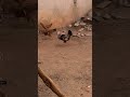 #hen