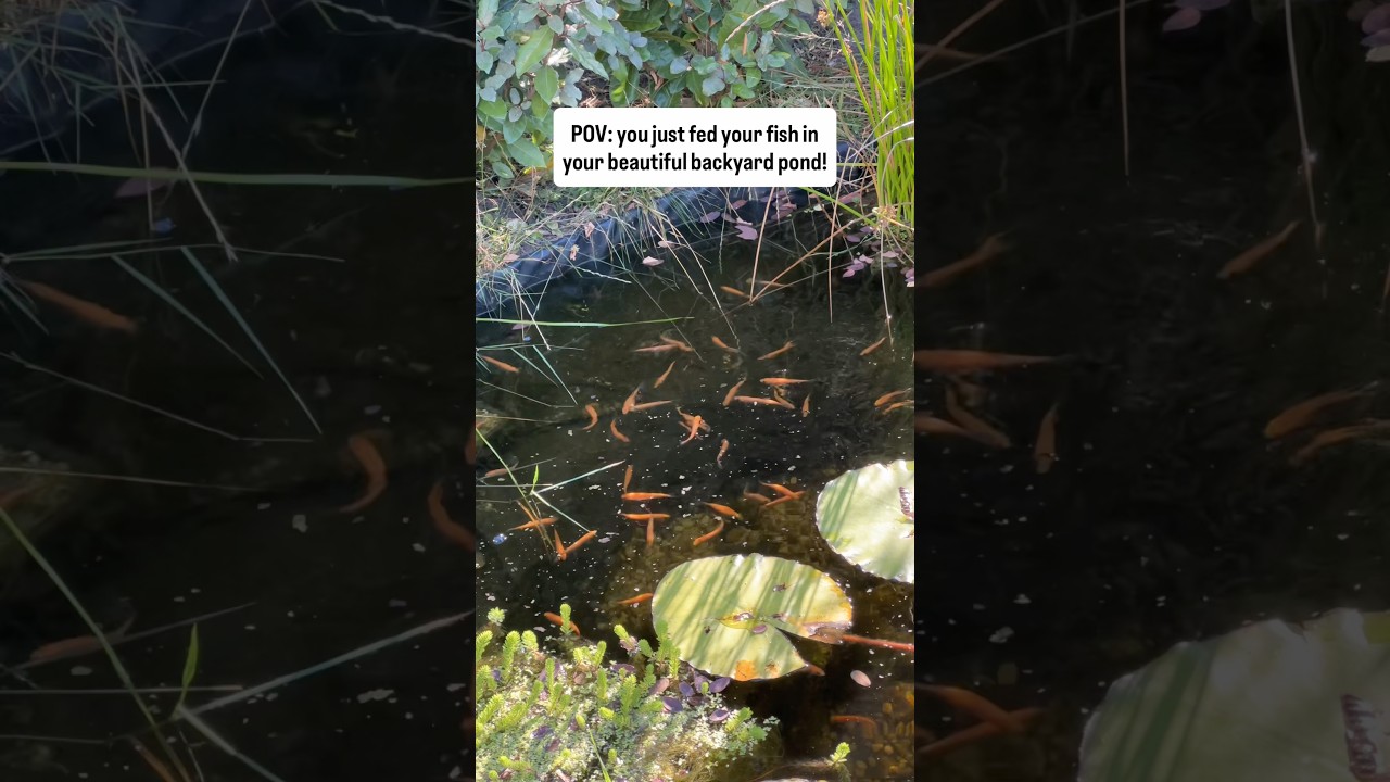 POV: you just fed your fish in your beautiful backyard pond!