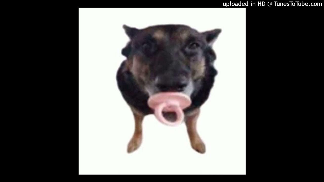 Собака с соской мем Hank the goofball. Boston terrier, Boston terrier dog, Boston terrier love