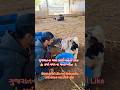cow service is the same service to God 🙏#cow #animals #cowlover #viral #trending #shorts #rescue