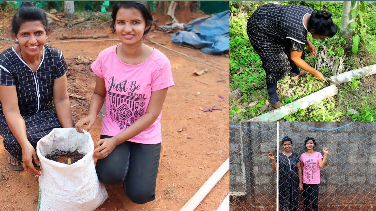 ಚಪ್ಪರ ಇಲ್ಲದೆ ಸುಲಭವಾಗಿ ತೊಂಡೆಕಾಯಿ ಗಿಡವನ್ನು ಹೀಗೆ ನೆಡಬಹುದು|Tulu vlog|Kannada vlog