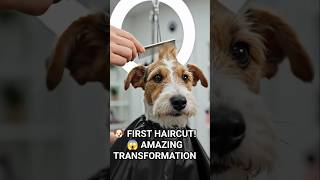 🐶 Dog's First Haircut Reaction Is Absolutely Priceless! 😍