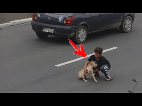 Video: To je življenje psa