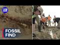 Incredible whale fossil discovered buried on Victorian beach | 9 News Australia