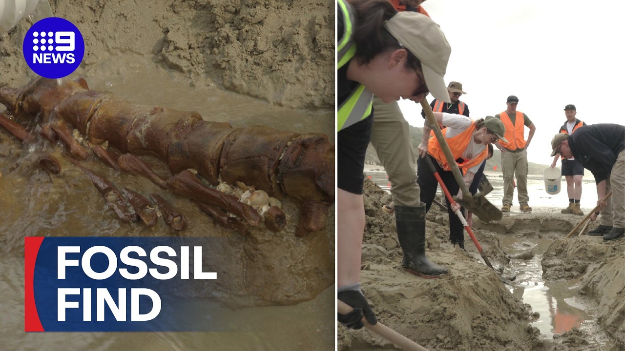 Incredible whale fossil discovered buried on Victorian beach | 9 News Australia