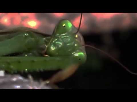 Dramatic Mantis