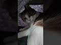 Trixie grooming herself